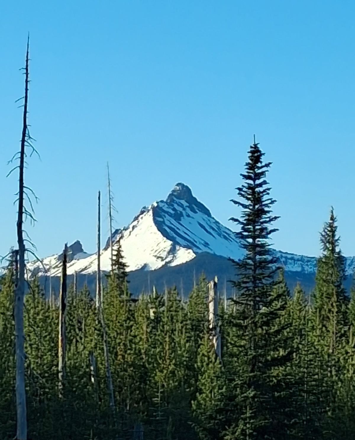 Snow-covered mountain peak framed by pine trees