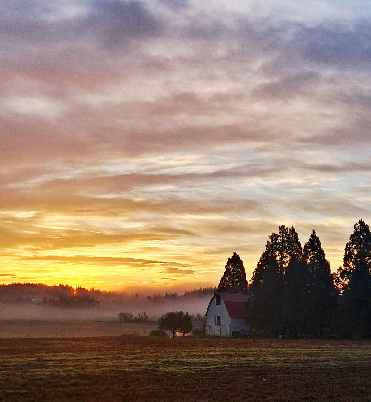 Sunrise over a foggy farm field with tall fir trees and a barn